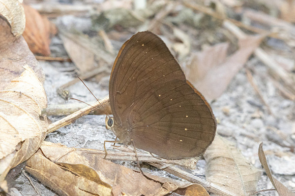 Faunis canens--2 - Doi Suthep 468m - 20/02/26