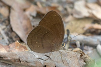 Faunis canens--7 - Doi Suthep- 16/02/26