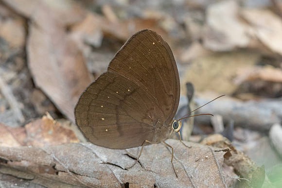 Faunis canens--7 - Doi Suthep- 16/02/26