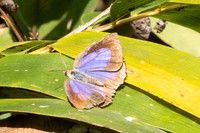 Flos fulgida--8Doi Suthep 468m - 1/03/26