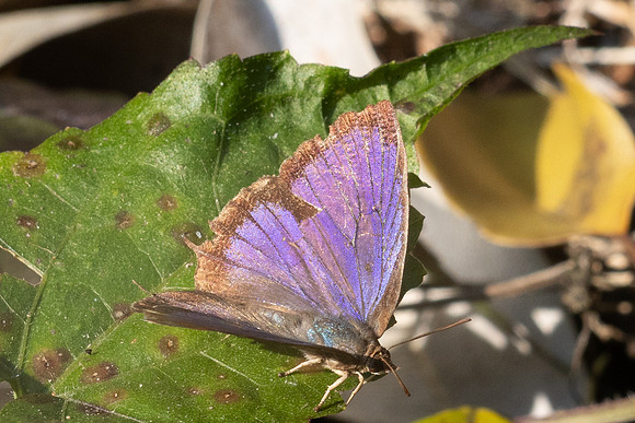 Flos fulgida--3 - Doi Suthep 468m - 28/02/26