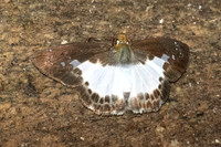 Gerosis sinica--10 - Doi Suthep 720m - 16/02/26