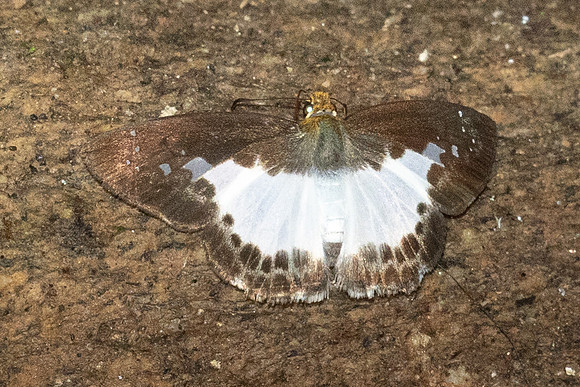 Gerosis sinica--10 - Doi Suthep 720m - 16/02/26