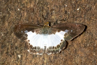 Gerosis sinica