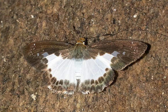 Gerosis sinica--9 - Doi Suthep 720m - 16/02/26