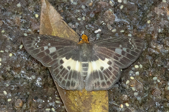 Gerosis phisara-3399 - Doi Suthep 468m - 20/02/26