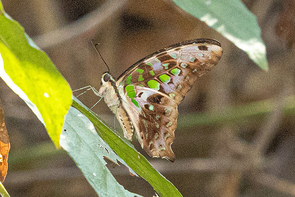 Graphium agamemnon--4 - Doi Suthep - 01/03/26