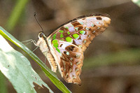 Graphium agamemnon--5- Doi Suthep - 01/03/26