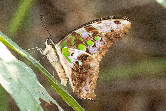 Graphium agamemnon--5- Doi Suthep - 01/03/26