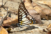 Graphium chironides--4- Doi-Suthep - 16/02/26