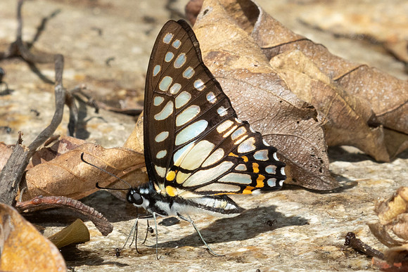 Graphium chironides--4- Doi-Suthep - 16/02/26