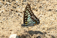 Graphium chironides-2663 - Doi-Suthep 720m - 17/02/26