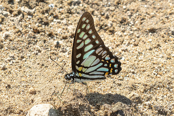 Graphium chironides-2663 - Doi-Suthep 720m - 17/02/26