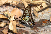 Graphium chironides-3487- Doi Suthep 468m - 20/02/26