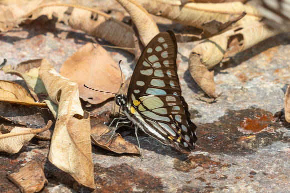 Graphium chironides-3487- Doi Suthep 468m - 20/02/26