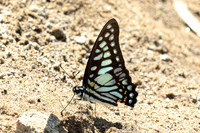 Graphium chironides-2664 - Doi-Suthep 720m - 17/02/26