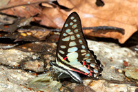 Graphium doson--7- Doi-Suthep  - 16/02/26
