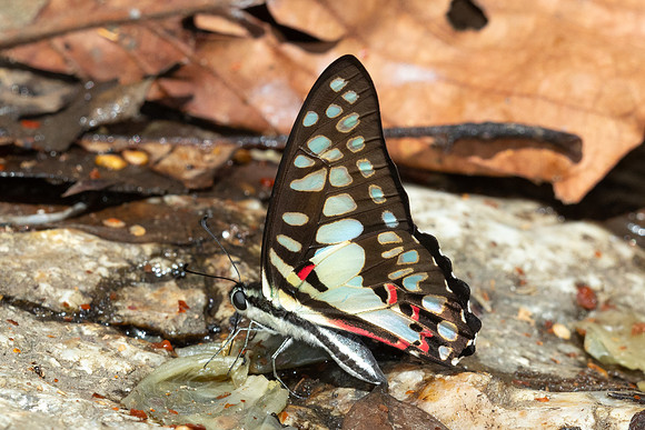 Graphium doson--7- Doi-Suthep  - 16/02/26