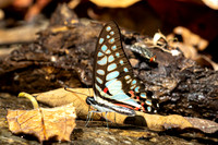 Graphium doson--5 - Doi Suthep - 16/02/26