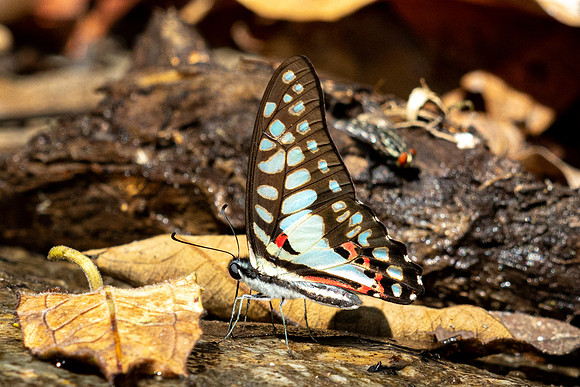 Graphium doson--5 - Doi Suthep - 16/02/26