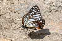 Graphium xenocles- Doi-Suthep - 1/03/26