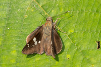 Hyarotis adrastus--39 - Doi Suthep - 468m - 17/02/26
