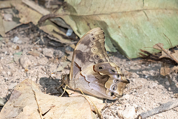 Lethe chandica-7229- Doi-Suthep 1400m - 28/02/26