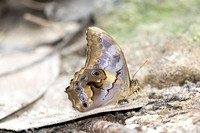 Lethe chandica--3 - - Doi-Suthep 1180m - 1/03/26