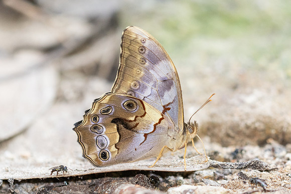 Lethe chandica--18- Doi-Suthep 1180m - 1/03/26