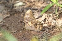 Lethe chandica--2- Doi-Suthep - 16/02/26