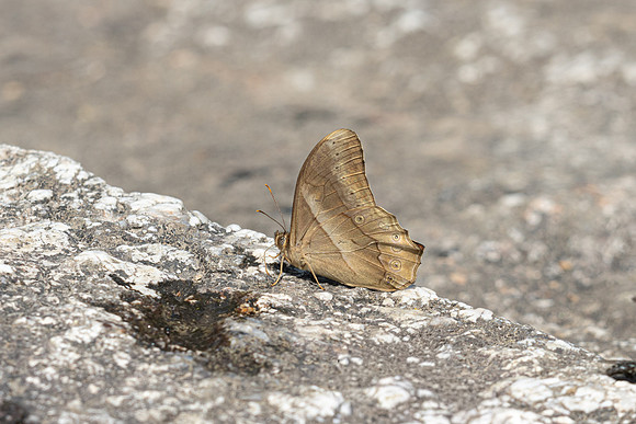 Lethe mekara--17- Doi-Suthep 720m - 17/02/26
