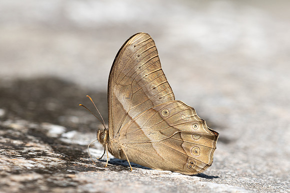 Lethe mekara-- Doi-Suthep 720m - 17/02/26