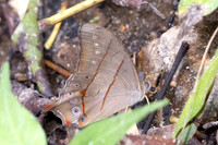 Lethe kansa id--2892- Mae Kampong waterfall - 18/02/26