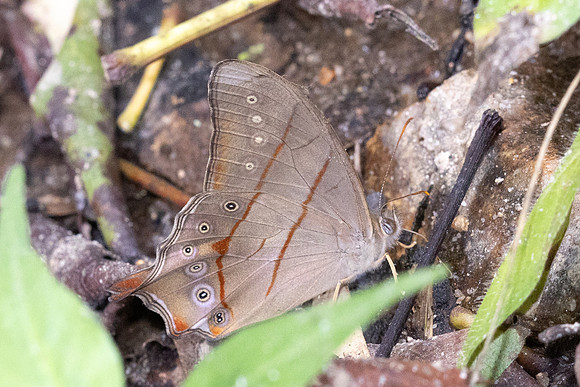 Lethe kansa id--2892- Mae Kampong waterfall - 18/02/26