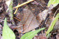 Lethe kansa id--2894 - Mae Kampong waterfall - 18/02/26