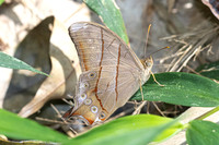 Lethe kansa-- Doi-Suthep 1180m - 1/03/26