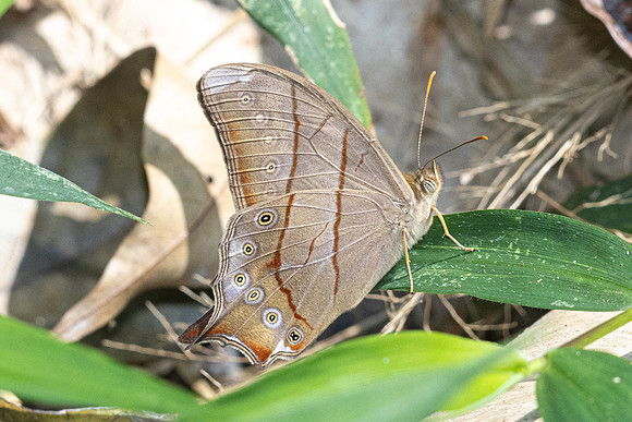 Lethe kansa-- Doi-Suthep 1180m - 1/03/26