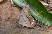 Lethe kansa-3654 - Doi-Suthep 1180m - 20/02/26