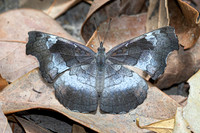 Laringa horsfieldii--11 - Doi Suthep 1400m - 28/02/26