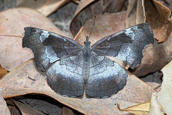 Laringa horsfieldii--11 - Doi Suthep 1400m - 28/02/26