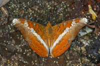 Lebadea martha-3407- Doi Suthep 468m - 20/02/26
