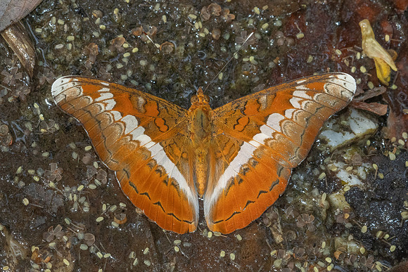 Lebadea martha-3407- Doi Suthep 468m - 20/02/26