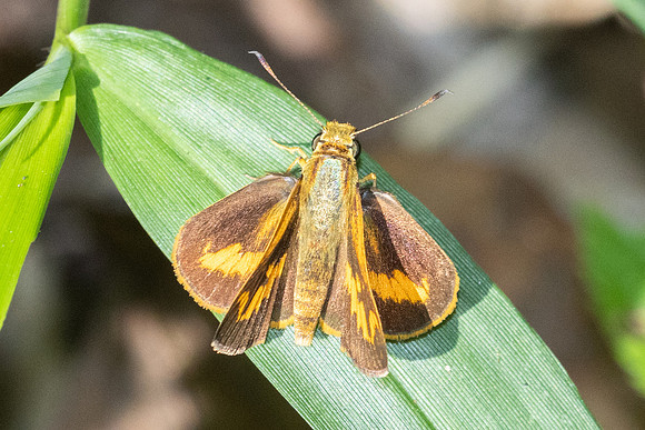 Oriens goloides--3 - Doi-Suthep 1180m - 01/03/26