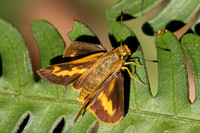 Oriens goloides-14- Doi Suthep 1180m - 01/03/26