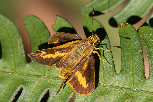Oriens goloides-14- Doi Suthep 1180m - 01/03/26