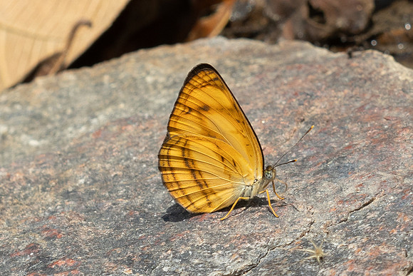 Pantoporia paraka-3477 - Doi-Suthep - 20/02/26