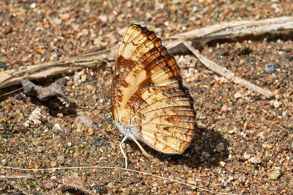 Pantoporia sandaka-10  - Doi Suthep 1180m - 01/03/26