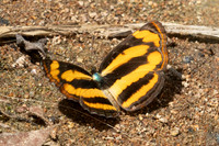 Pantoporia sandaka-8 - Doi Suthep 1180m - 01/03/26