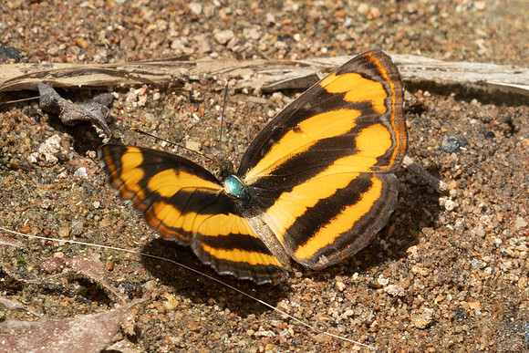 Pantoporia sandaka-8 - Doi Suthep 1180m - 01/03/26