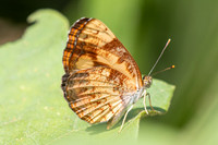 Pantoporia sandaka-5 - Doi Suthep 1180m - 01/03/26